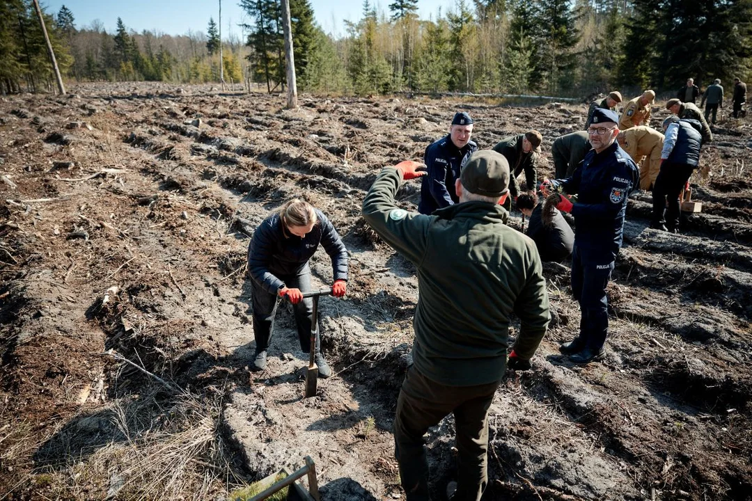 Będzie nowy las w Łódzkiem