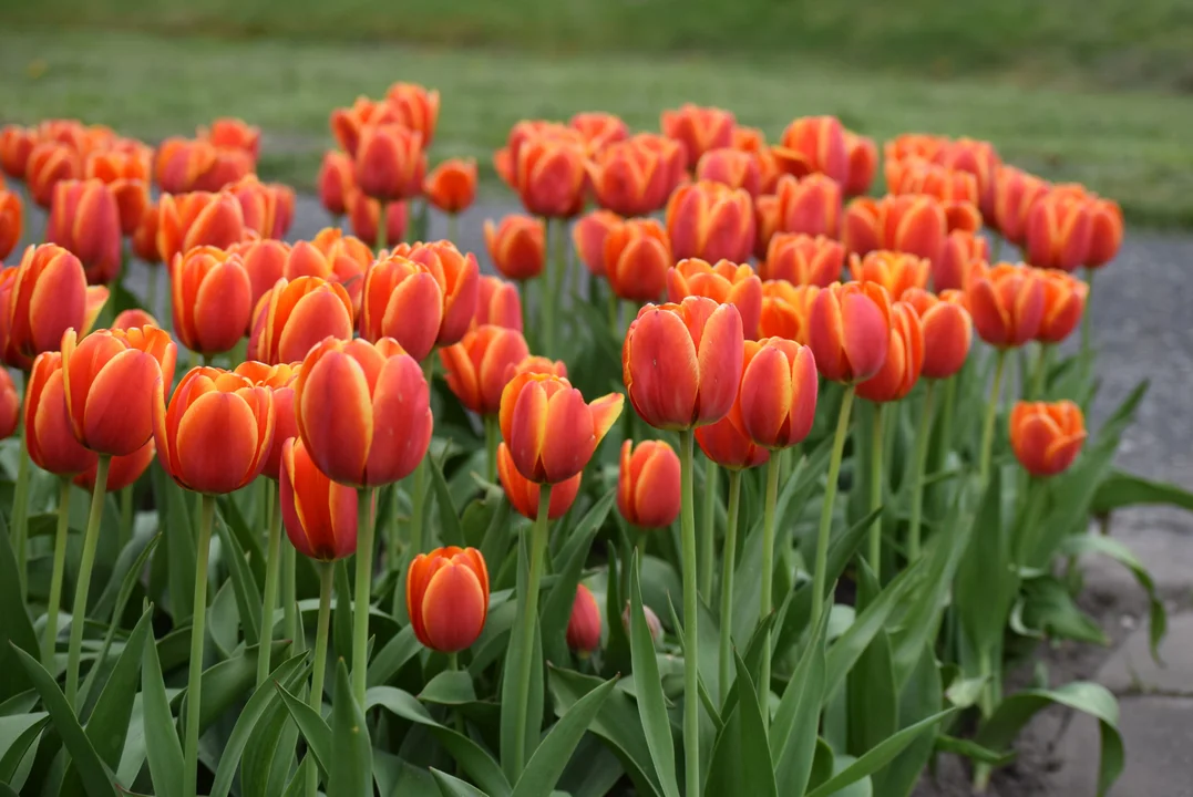 Tulipany w ogrodzie botanicznym