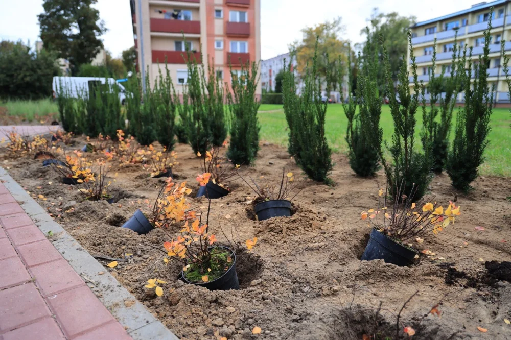 Trwają jesienne nasadzenia. Gdzie na wiosnę zrobi się zielono? - Zdjęcie główne