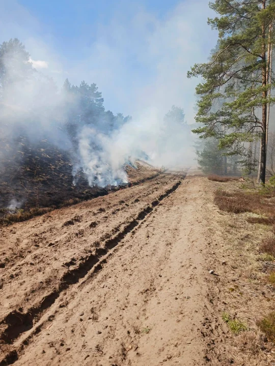 Pożary przy torach Czersk Chojnice. 8 kilometrów ognia i akcja z powietrza