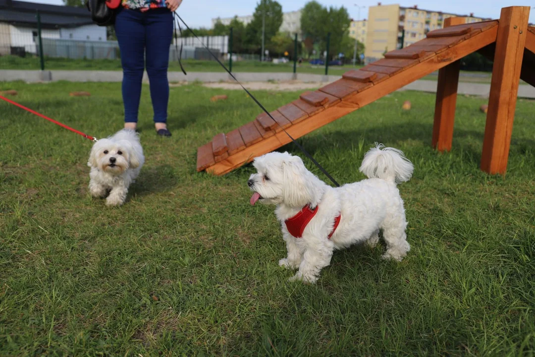 W Łęczycy powstanie wybieg dla psów?