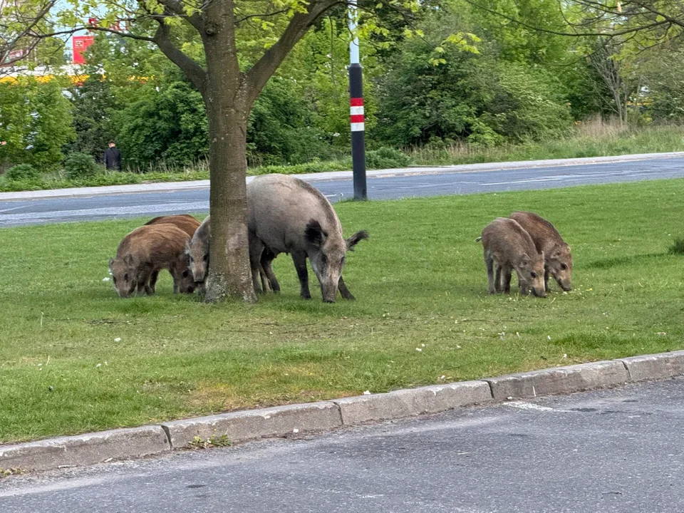 Łódź.. Rodzina dzików pod centrum handlowym. Nie bały się nikogo