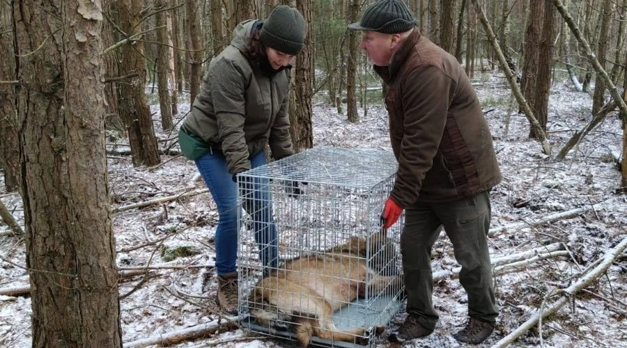Wilk we wnykach pod Bełchatowem