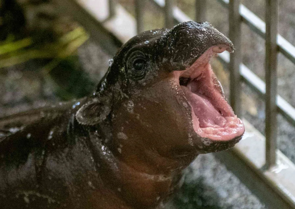 Hipopotam karłowaty, który urodził się w łódzkim Zoo, to chłopiec. Maluch rośnie jak na drożdżach! [ZDJĘCIA] - Zdjęcie główne