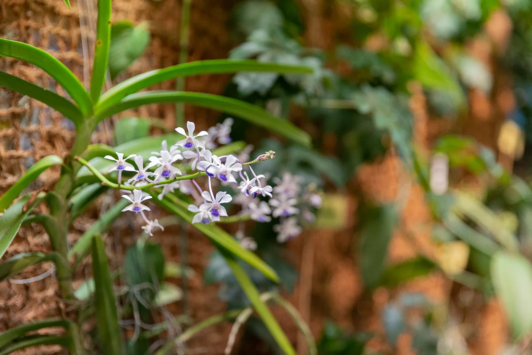 Tajemniczy świat storczyków w Ogrodzie Botanicznym w Łodzi