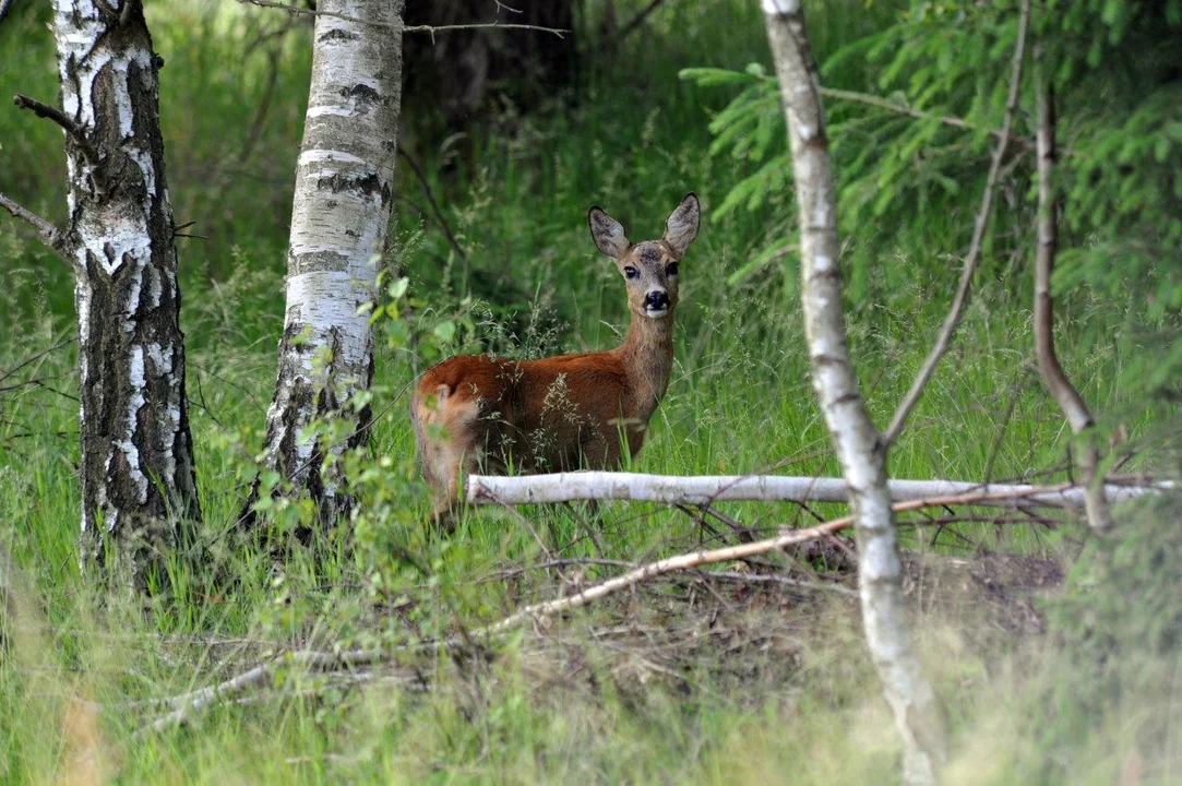 Rekultywacja PGE GiEK