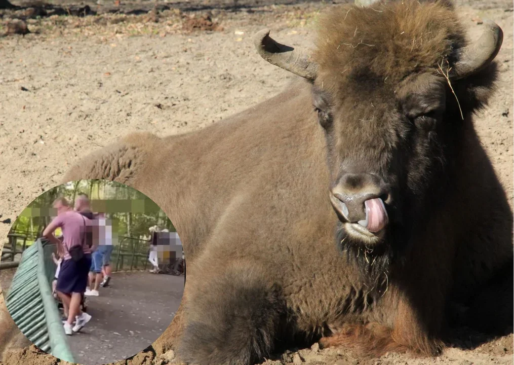 Rzucali w zwierzę, bo "zapłacili za bilety". Szokujące sceny w poznańskim zoo [FILM] - Zdjęcie główne