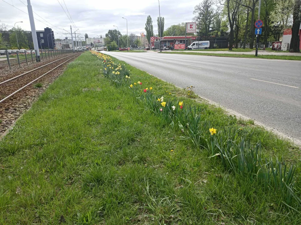 Tulipany na Balutach i w botaniku