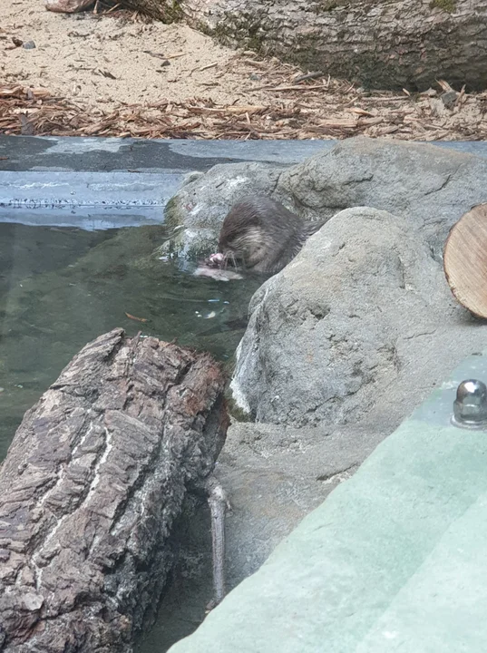 Orientarium ZOO Łódź