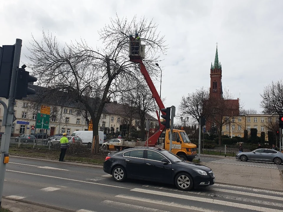 Rozkopana Armii Krajowej. Mają powstać rabatki z kwiatami miododajnymi [zdjęcia]