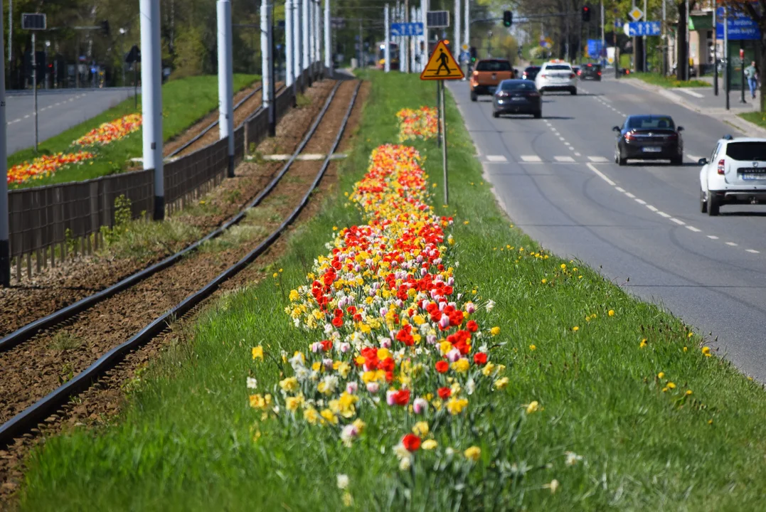 Tulipany na Bałutach