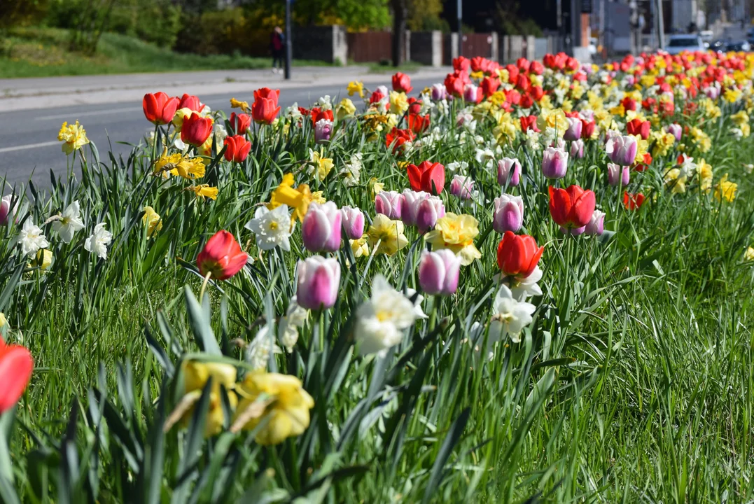 Tulipany na Bałutach