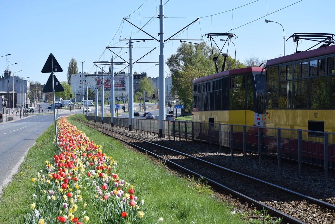 Tulipany na Bałutach