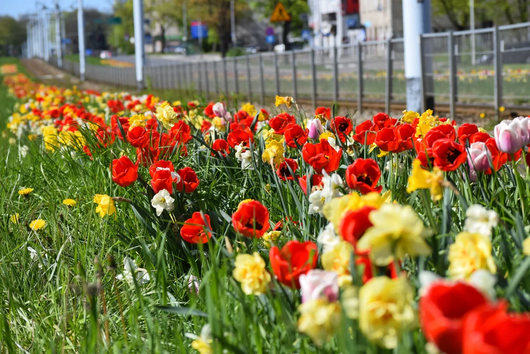 Tulipany na Bałutach