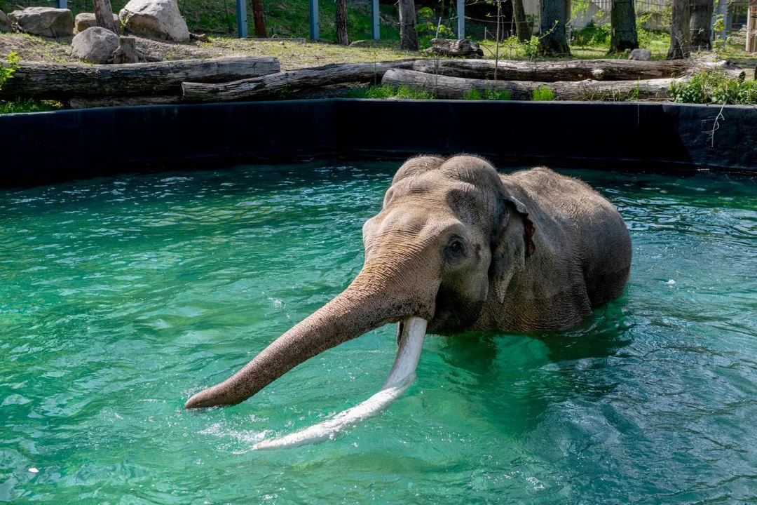 Nowa atrakcja w łódzkim zoo