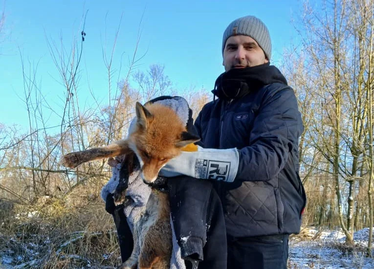 Drapieżnikowi groziło najgorsze. Uratował go pan Artur - Zdjęcie główne