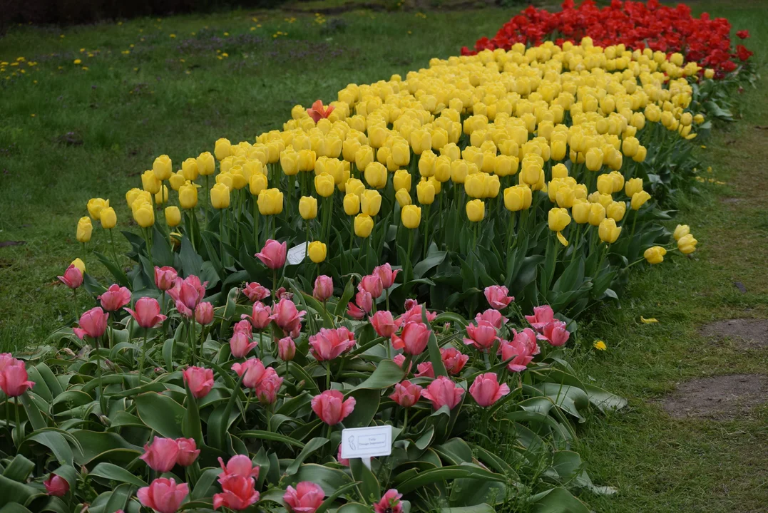 Tulipany w ogrodzie botanicznym