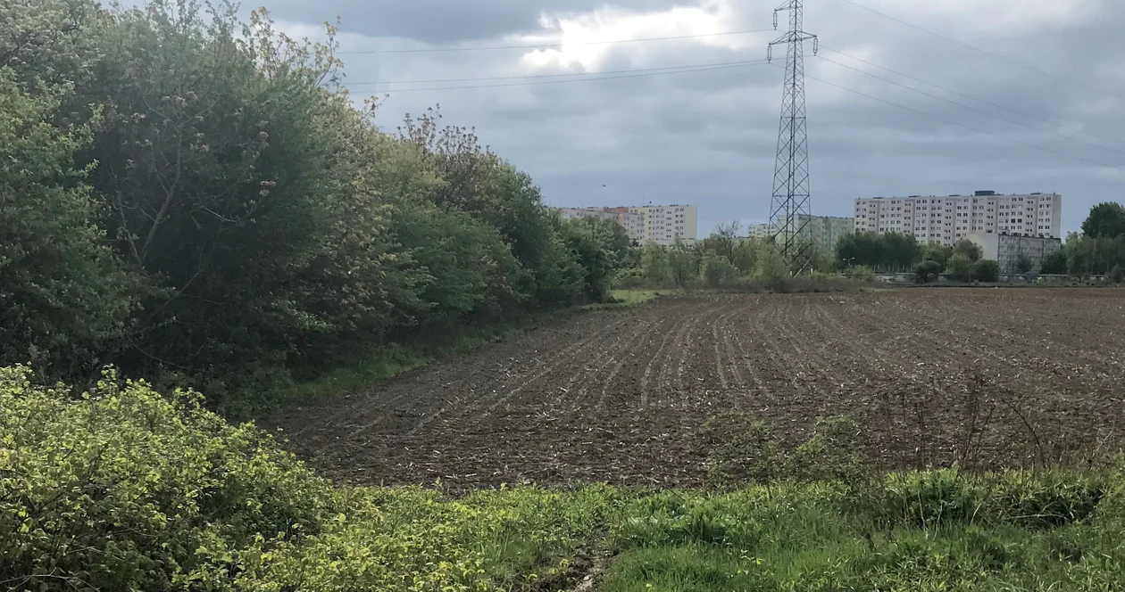 Stawy, kładki, place zabaw, parking, a nawet psi pisuar. Powstanie największy park w Płocku [ZDJĘCIA] - Zdjęcie główne