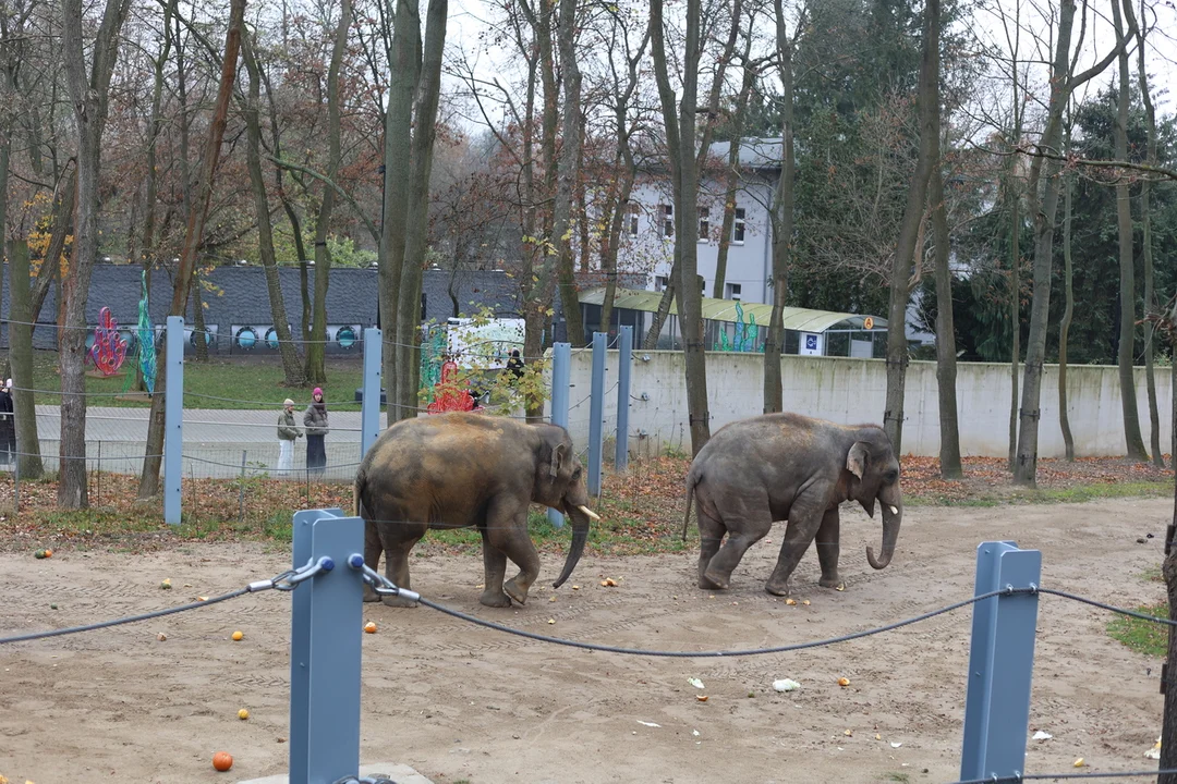 Słonie indyjskie na wybiegu w łódzkim zoo – 08.11.2024 r.