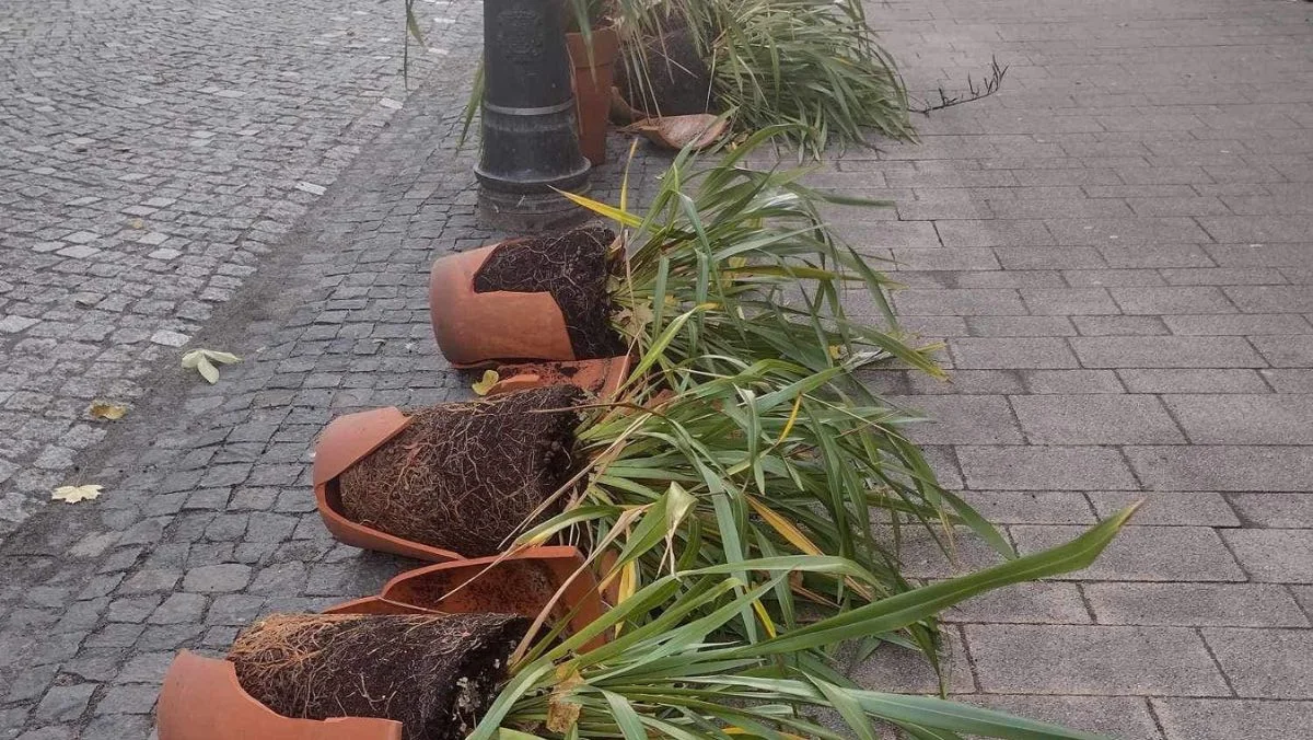 Wandale w centrum. Zniszczyli donice przy jednej z cukierni - Zdjęcie główne