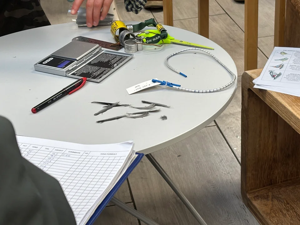 Akcja Karmnik 2026 w Gdańsku – poranek z ptakami przy karmniku