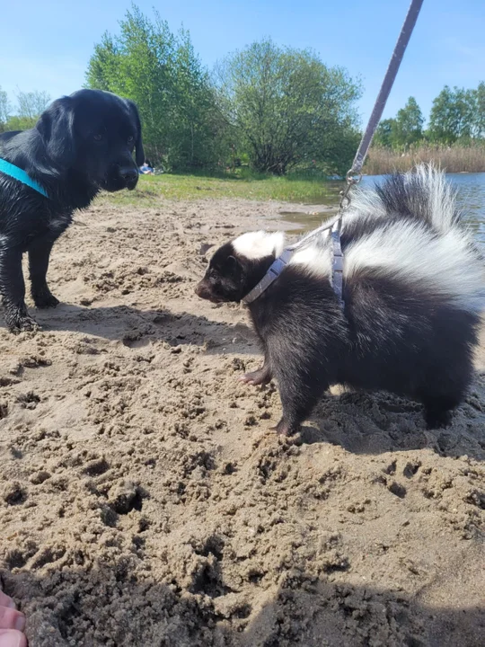 Skunksiczka Ivi mieszka na Retkini