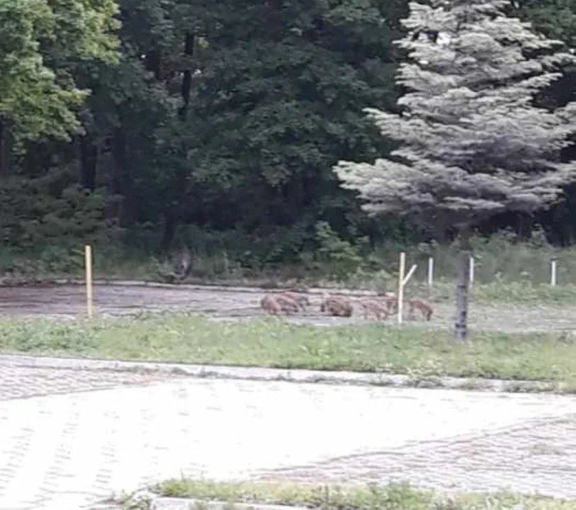 Dziki na terenie Madurowicza