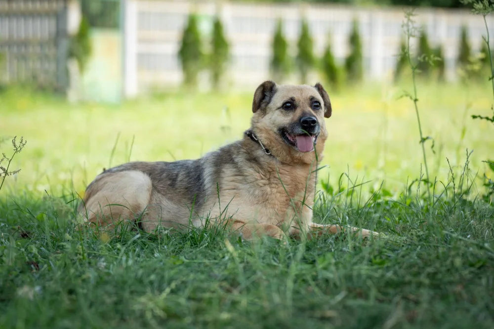 Norman i Alek szukają nowego domu. Te psy z gminy Zelów czekają na adopcję - Zdjęcie główne