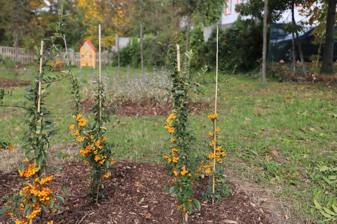 W centrum Kutna powstaje mały park rekreacyjn-wypoczynkowy