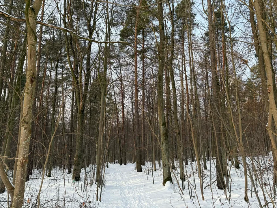 Kaszubskie lasy zachwycają zimą. Zobacz zdjęcia - Zdjęcie główne