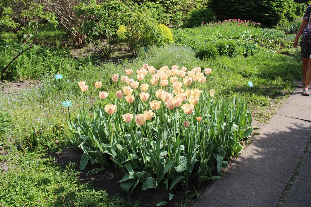 Ogród botaniczny w Łodzi w maju zachwyca