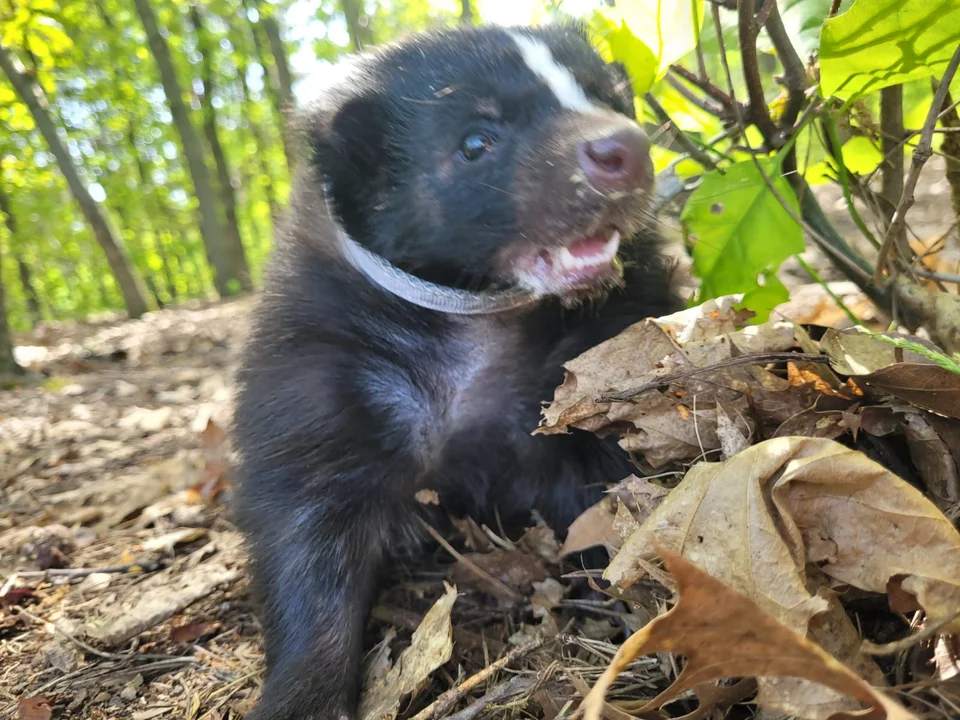 Skunksiczka Ivi mieszka na Retkini