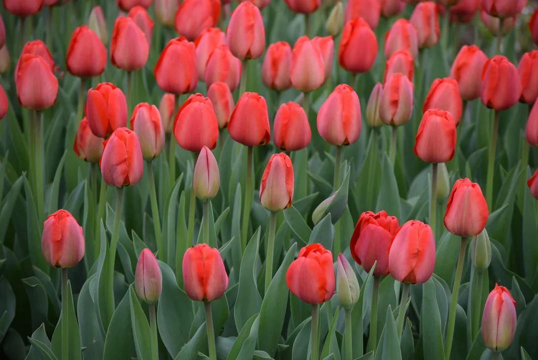 Tulipany w ogrodzie botanicznym