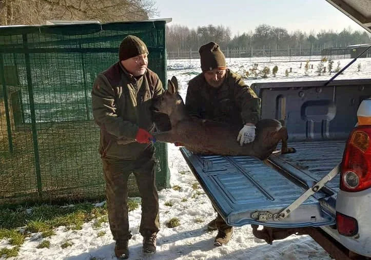 Psy zaatakowały koziołka sarny na bełchatowskim osiedlu. Interweniowali mieszkańcy i leśnicy [FOTO] - Zdjęcie główne