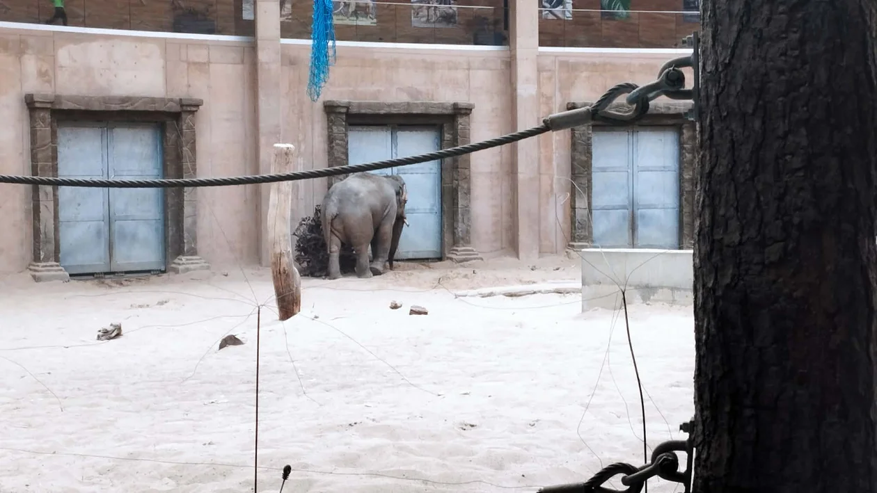 Zmiany w Orientarium - dwa słonie wyjeżdżają