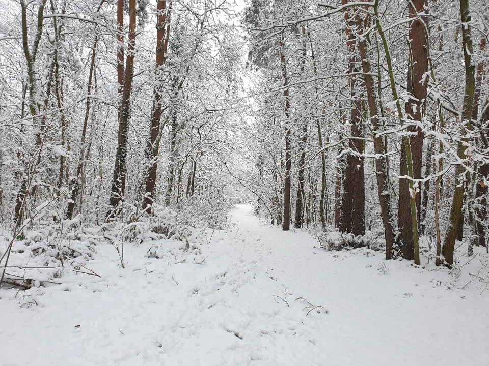 Śnieżna galeria ze Zgierza i Sokolnik-Lasu