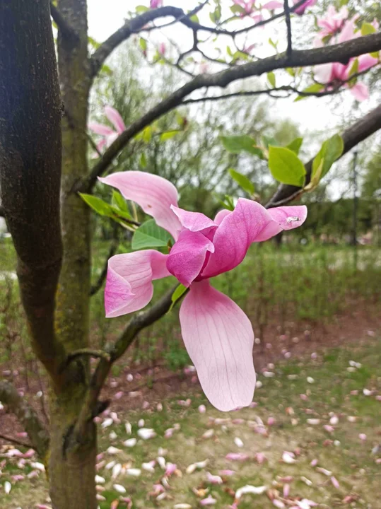 Tulipany na Balutach i w botaniku