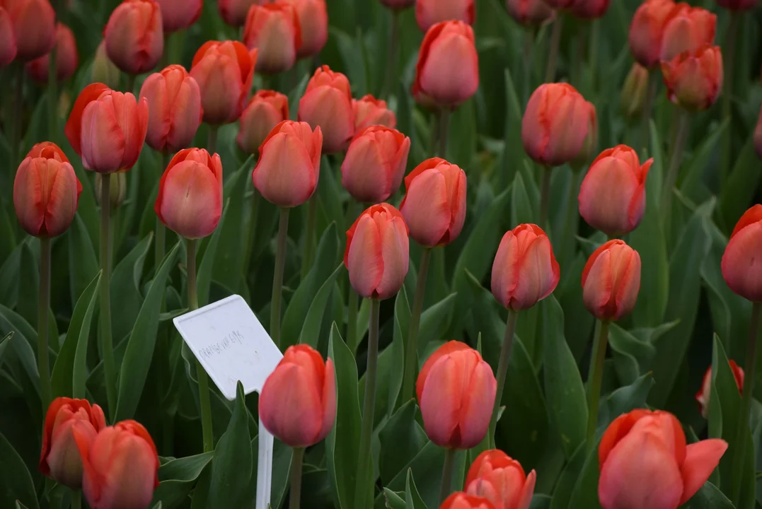 Tulipany w ogrodzie botanicznym