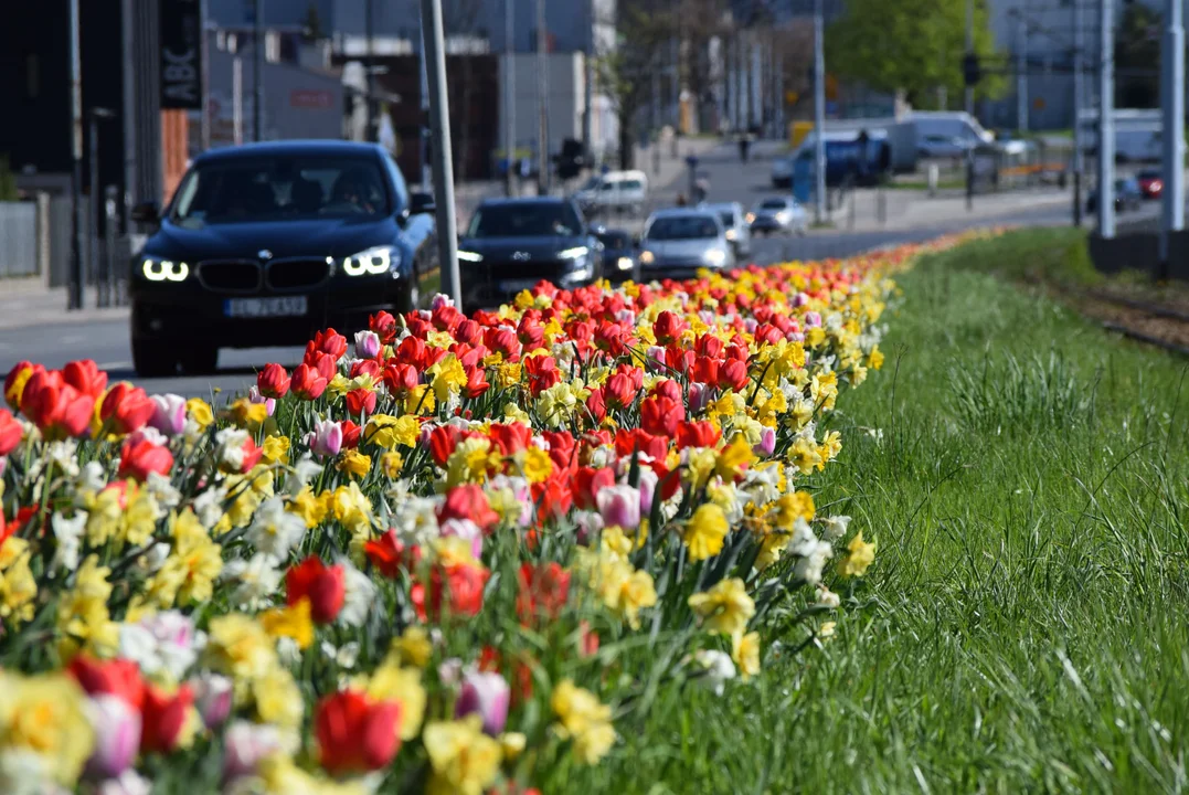 Tulipany na Bałutach