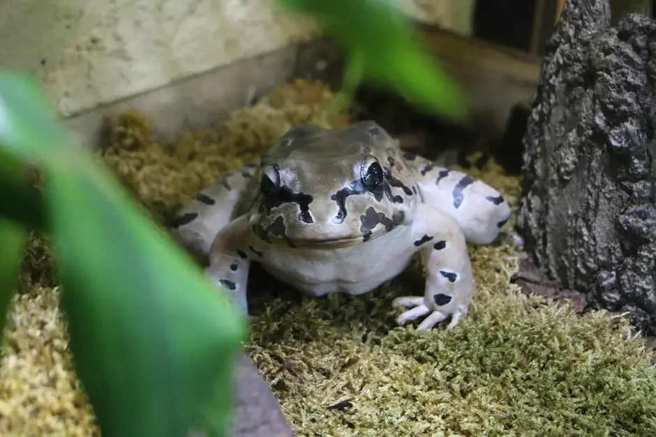 żaby giganty w zoo