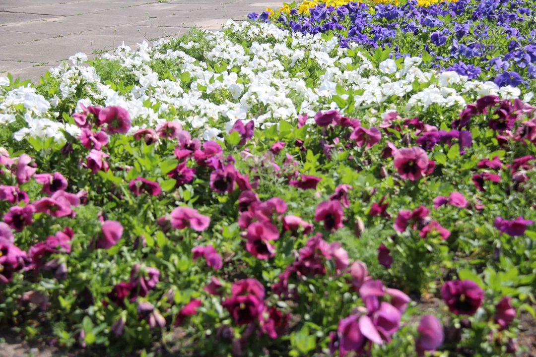 Ogród botaniczny w Łodzi w maju zachwyca