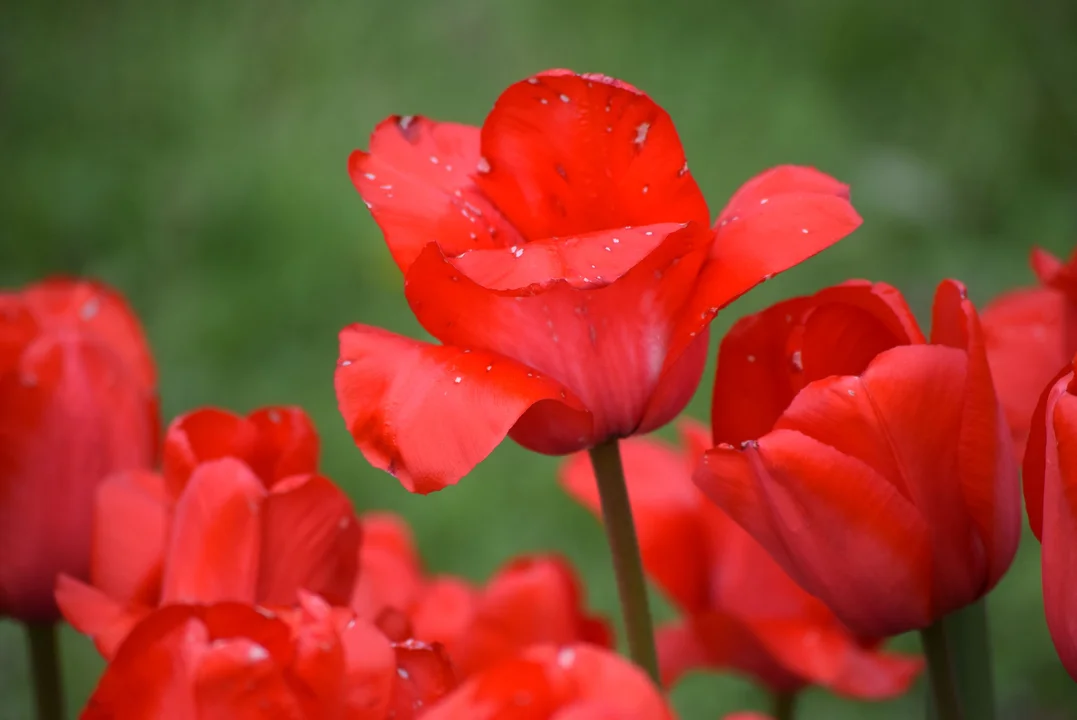 Tulipany w ogrodzie botanicznym