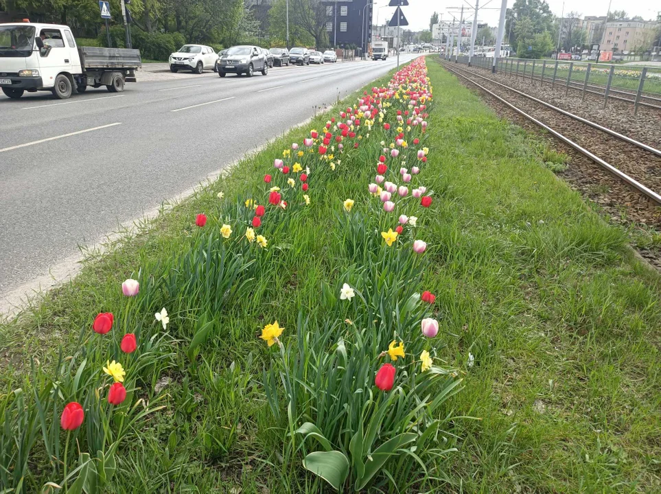 Tulipany na Balutach i w botaniku