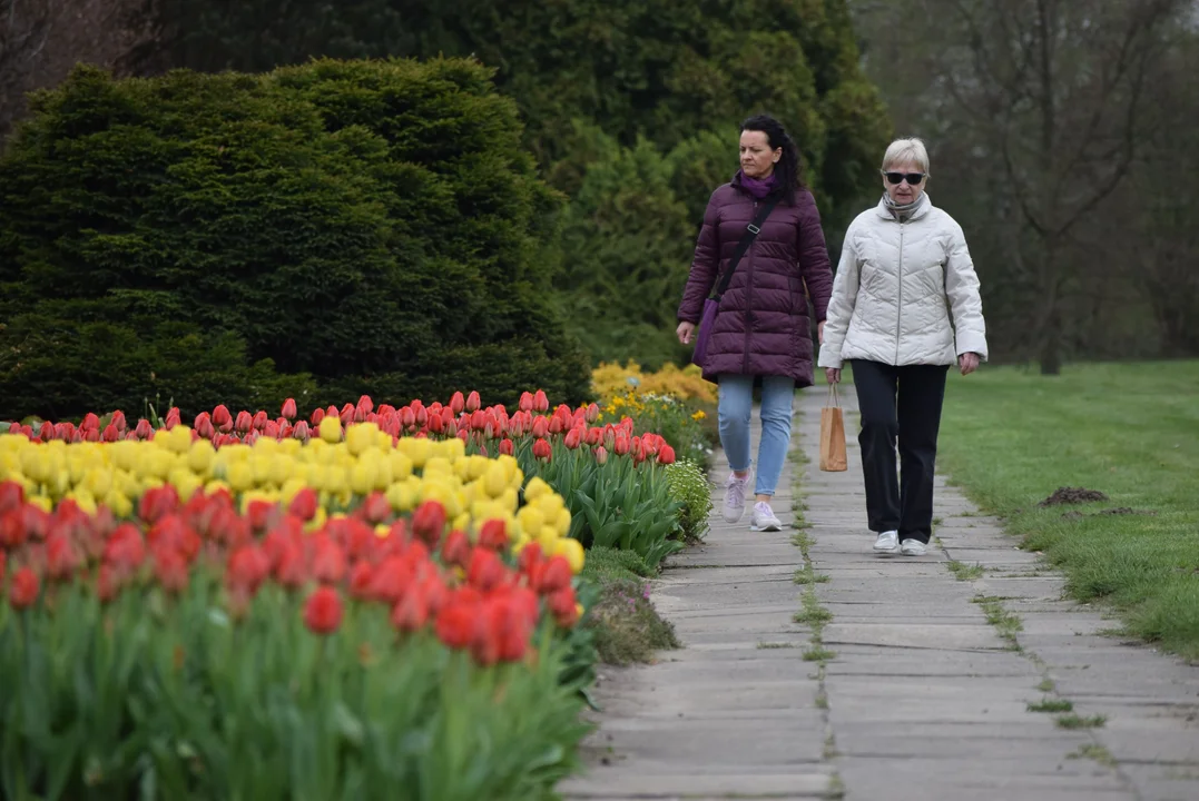 Tulipany w ogrodzie botanicznym