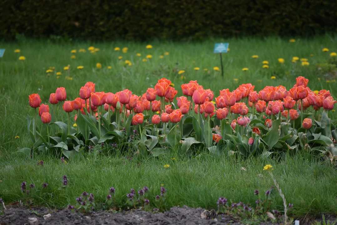 Tulipany w ogrodzie botanicznym