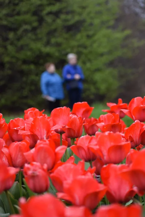 Tulipany w ogrodzie botanicznym