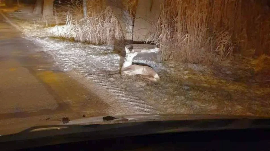 Nietypowa akcja ratunkowa przy Cegielnianej. Dobrze, że jeden z kierowców się zatrzymał [FOTO] - Zdjęcie główne