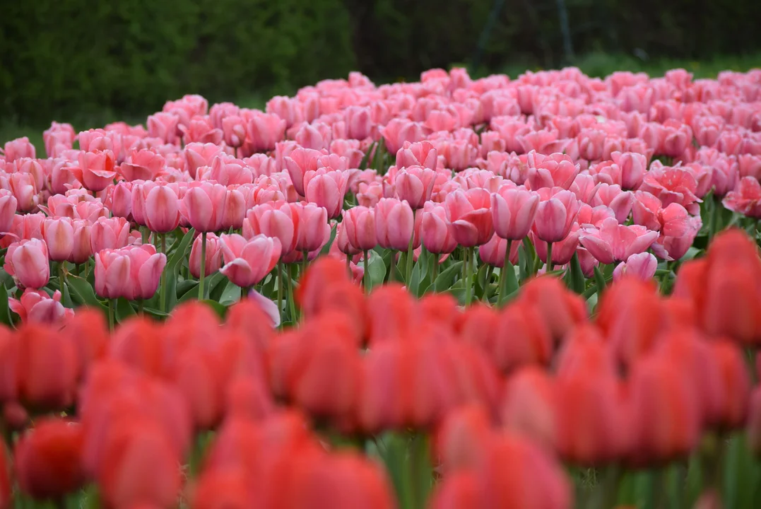 Tulipany w ogrodzie botanicznym