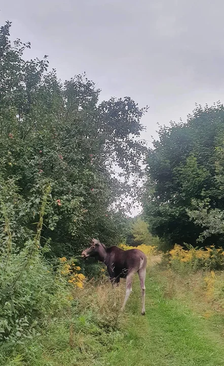 Leśne zwierzęta z pod Zgierza