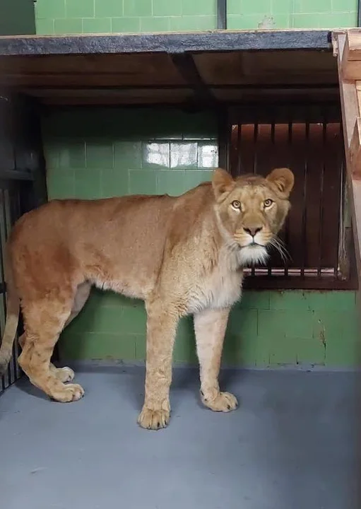 Płockie zoo wzbogaciło się o trzy lwy 